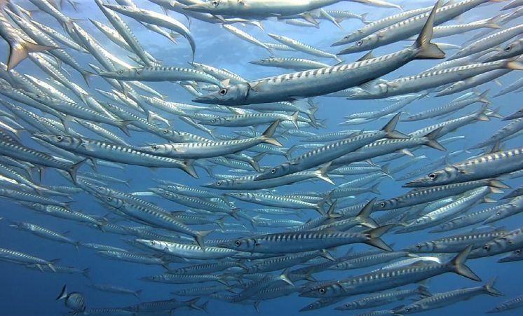 Bancos de peces sobre la roca somera del Bajo de Piles.