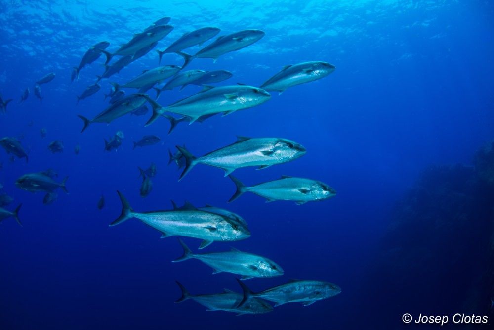 Barracudas y meros sobre la montaña submarina del Bajo de Fuera, en la reserva.