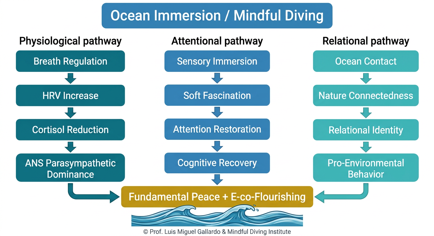 Figure 5 | Blue Mind therapeutic pathways — flowchart of the psychophysiological mechanisms through which ocean immersion induces the blue-mind meditative state, shifts the autonomic nervous system and generates therapeutic outcomes.