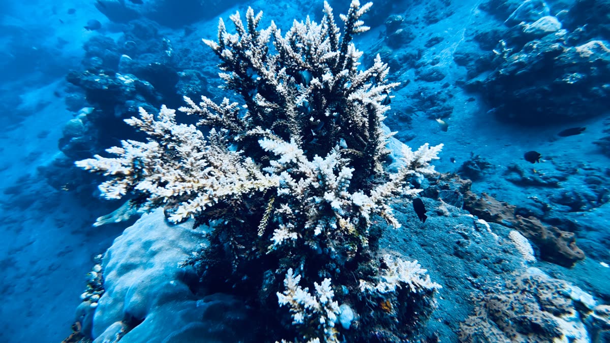 Scuba Odessey — 5