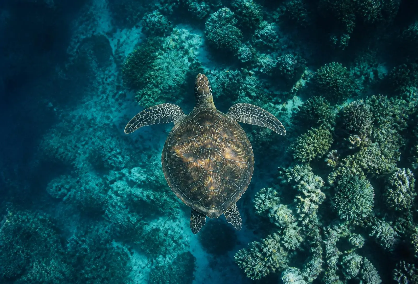 A green sea turtle gliding over a living coral reef, seen from above