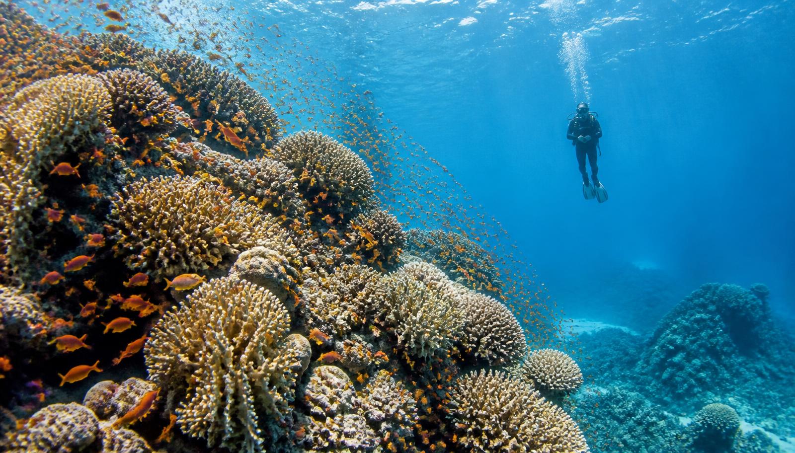 Fury Shoals — coral gardens at 12 metres, anthias in their thousands.