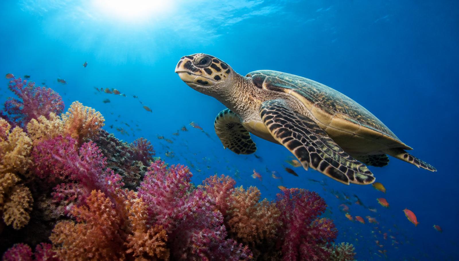 Soft coral and a hawksbill turtle — presence, taught by another animal.